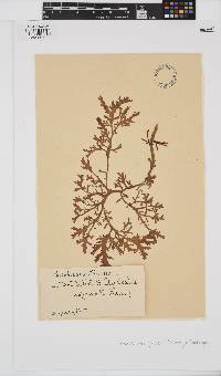 Haloplegma preissii image