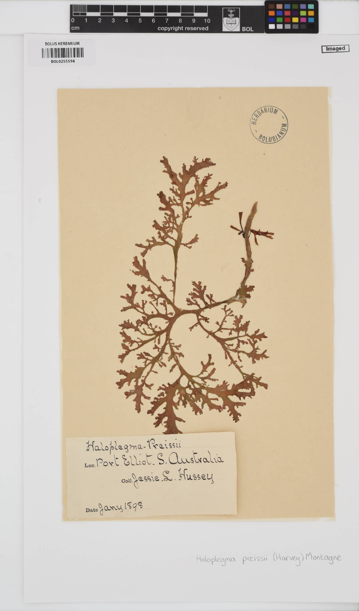 Haloplegma preissii image