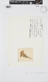 Jania rosea image