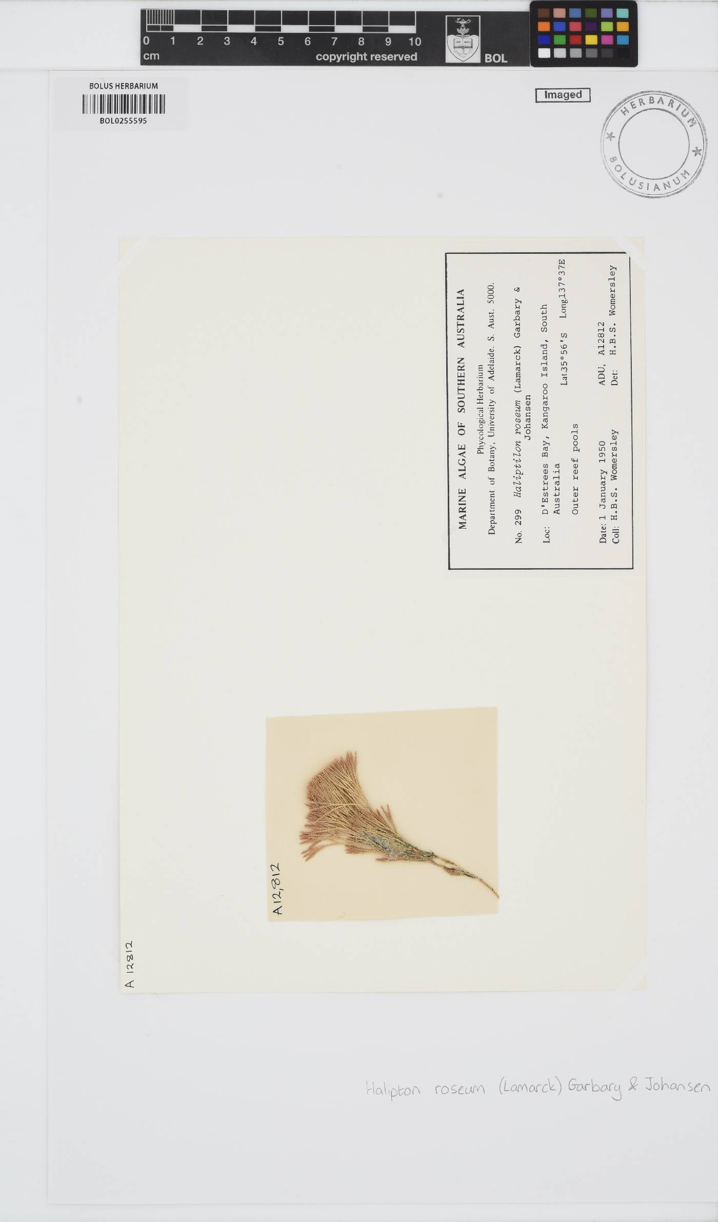 Jania rosea image