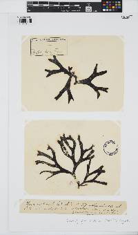 Gymnogongrus dilatatus image