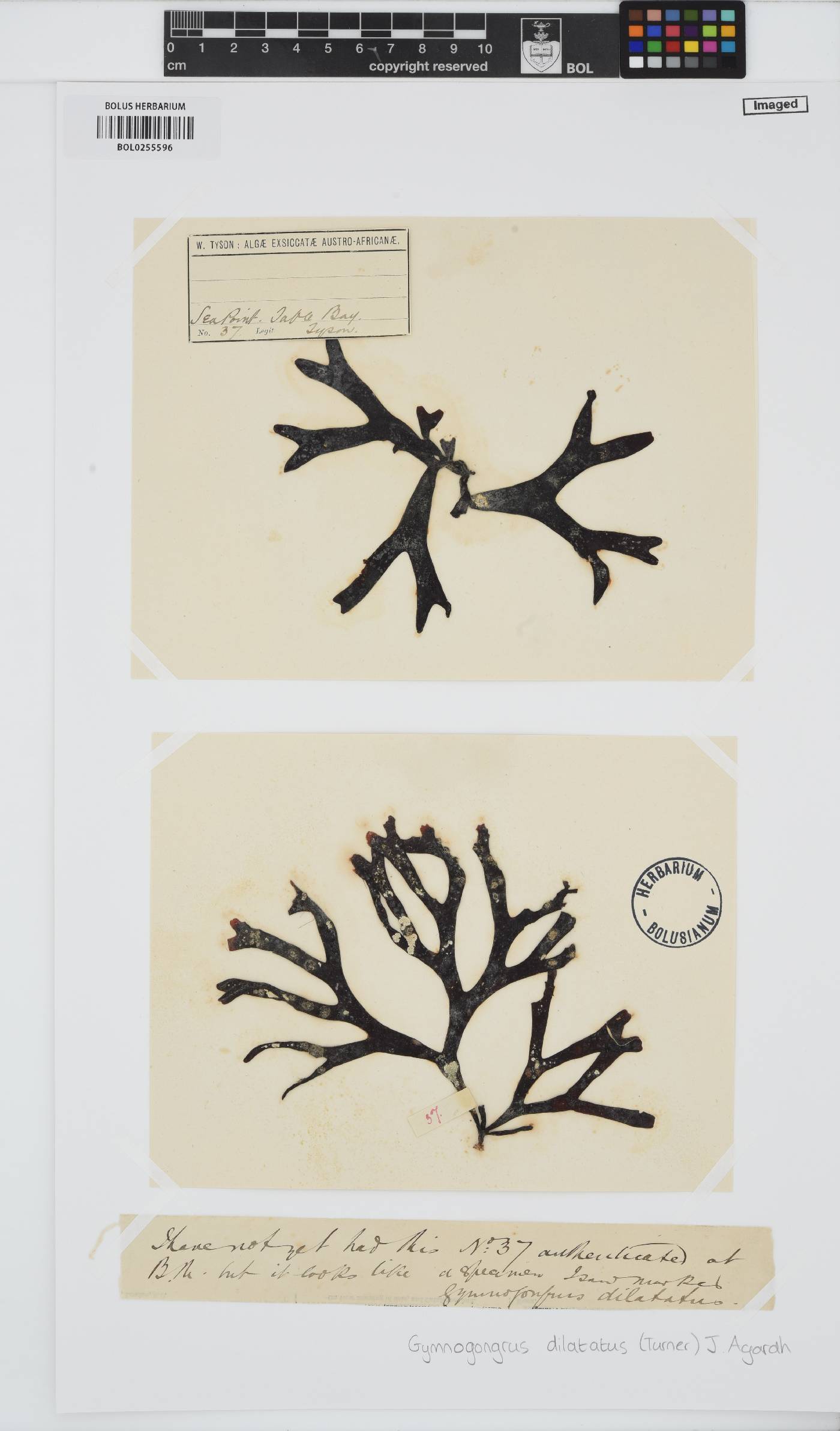 Gymnogongrus dilatatus image