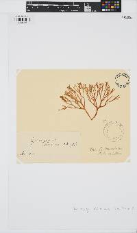 Gymnogongrus crenulatus image