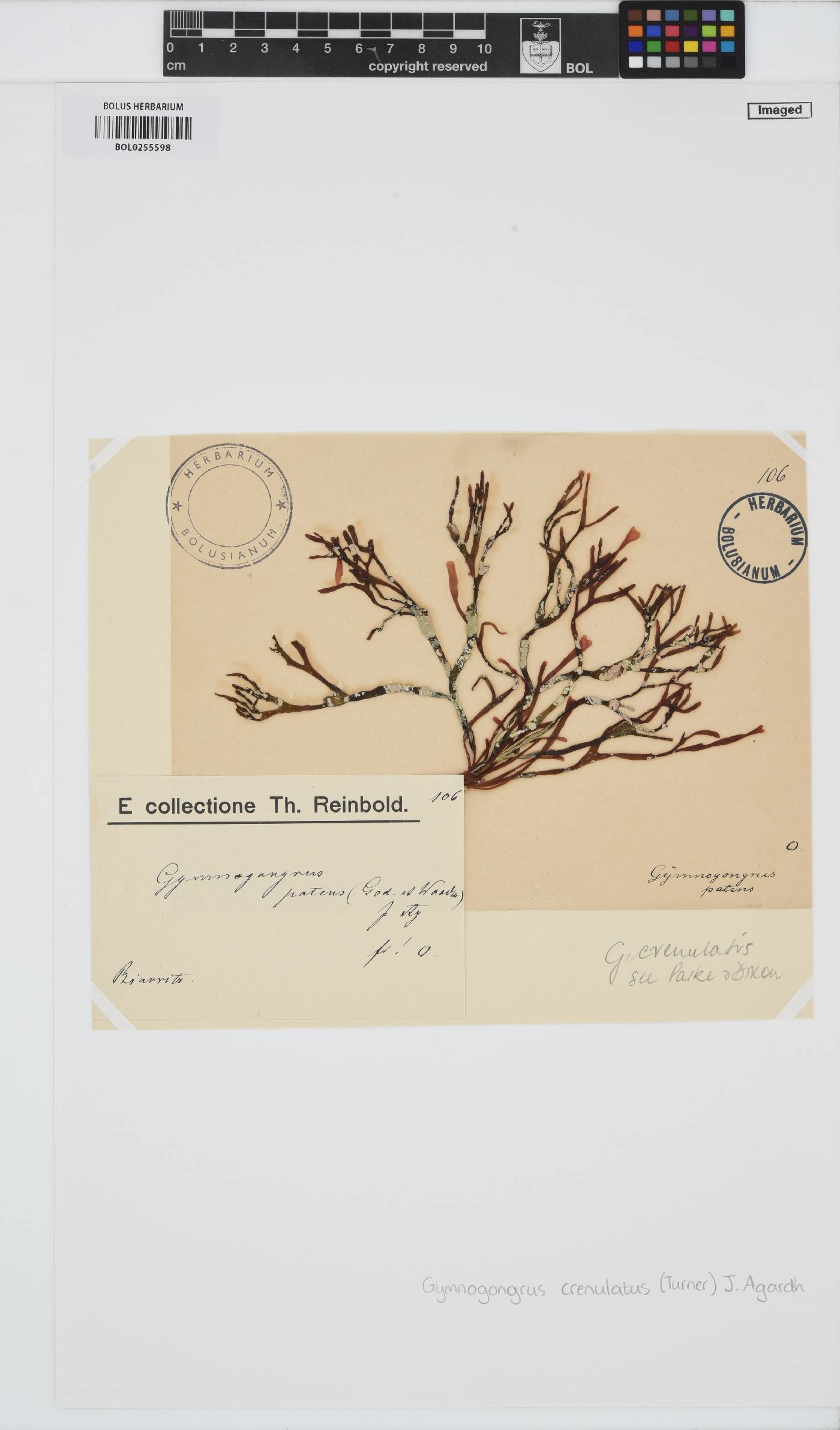 Gymnogongrus crenulatus image