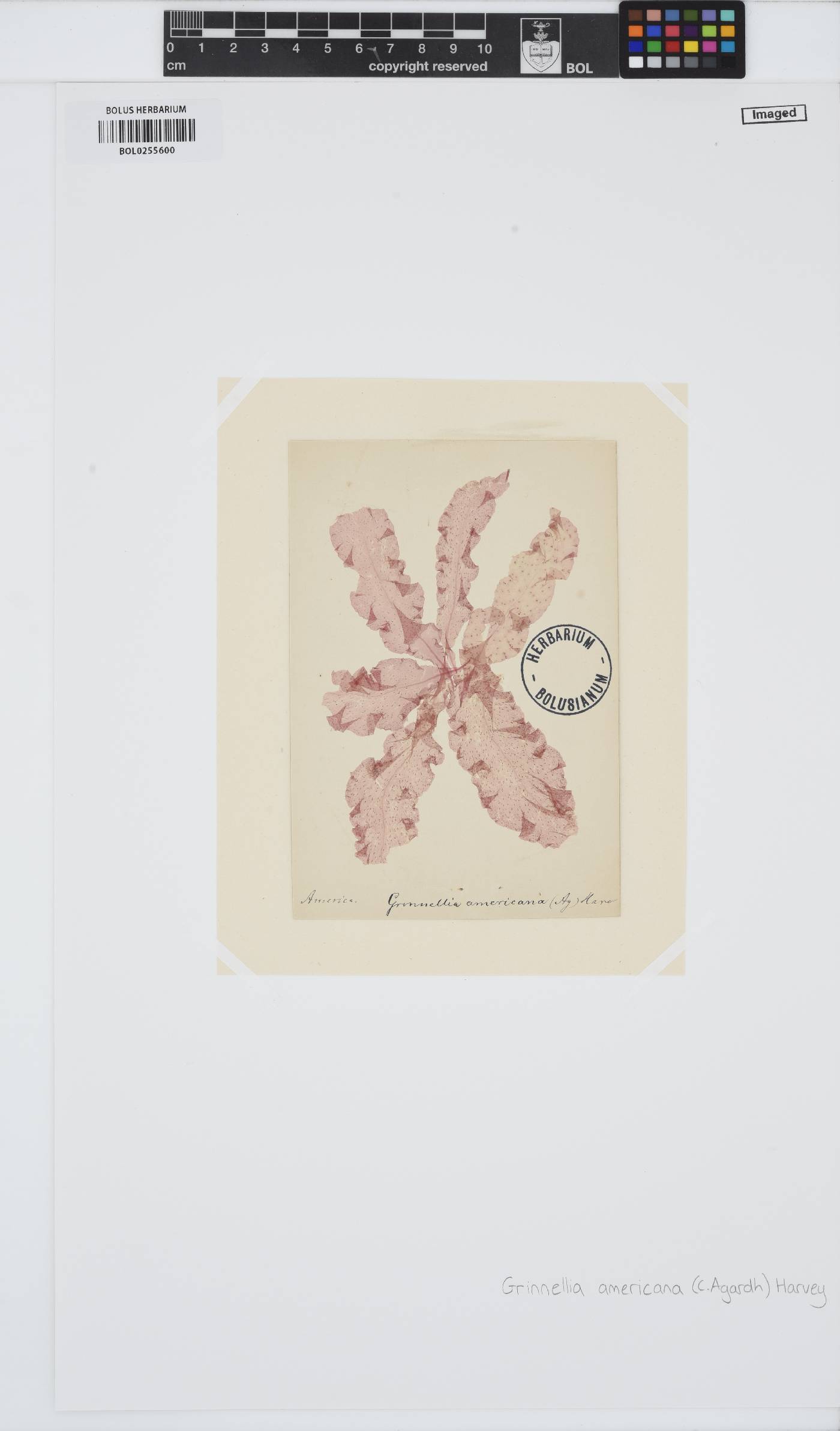 Grinnellia image