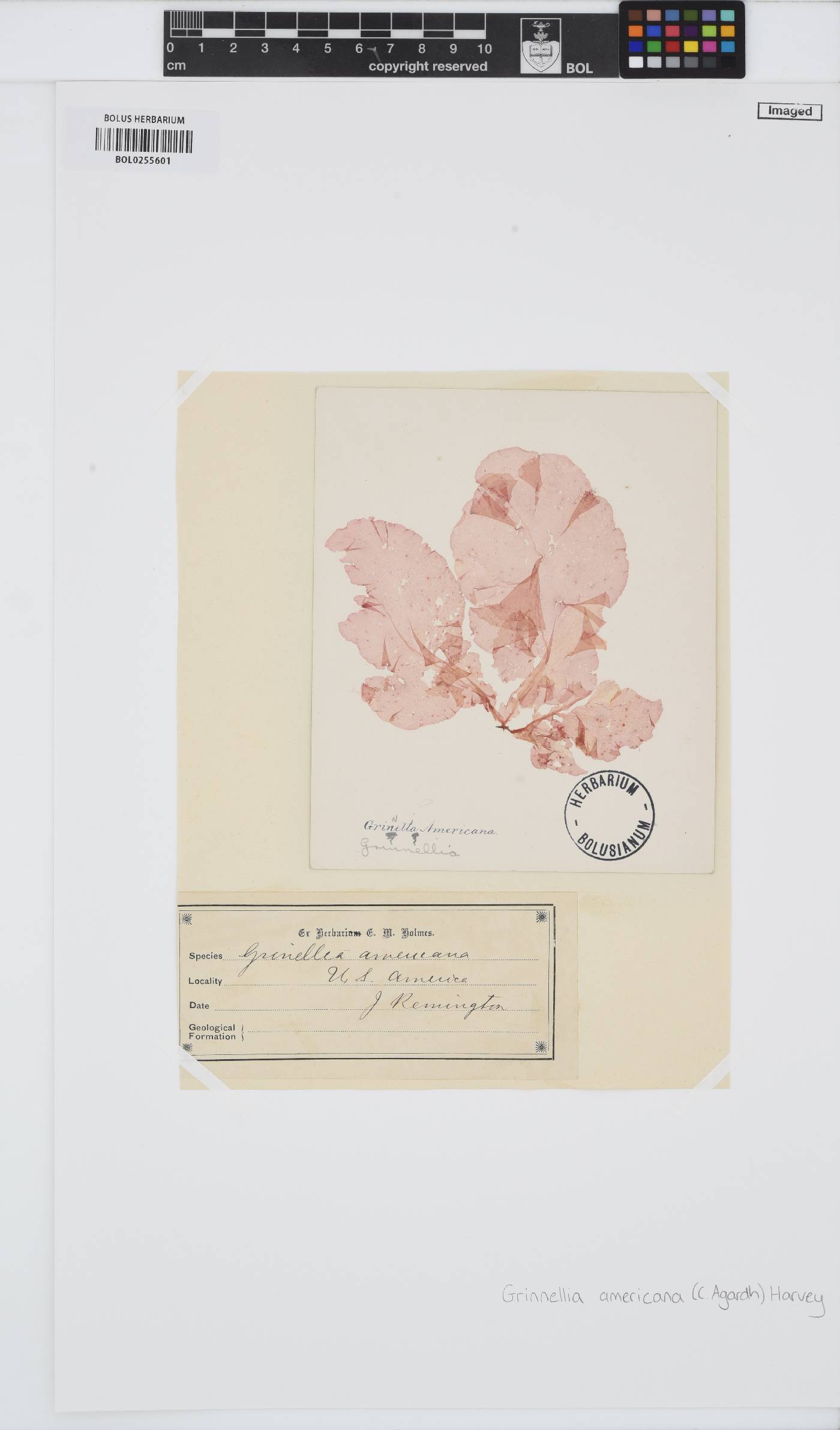 Grinnellia americana image