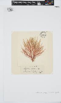 Halurus flosculosus image