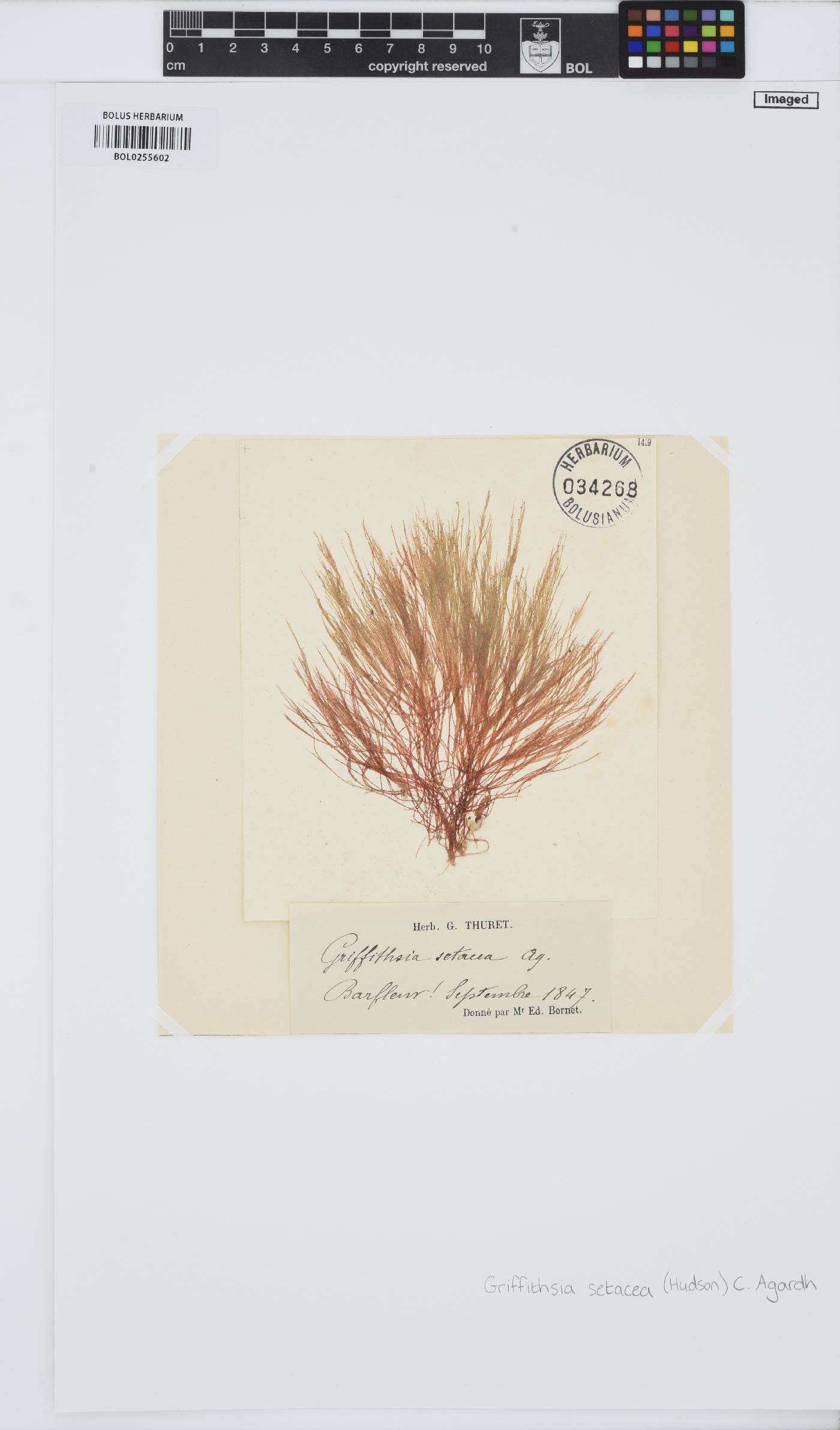 Halurus flosculosus image