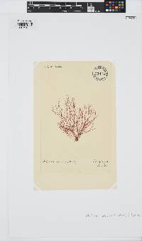 Halurus flosculosus image