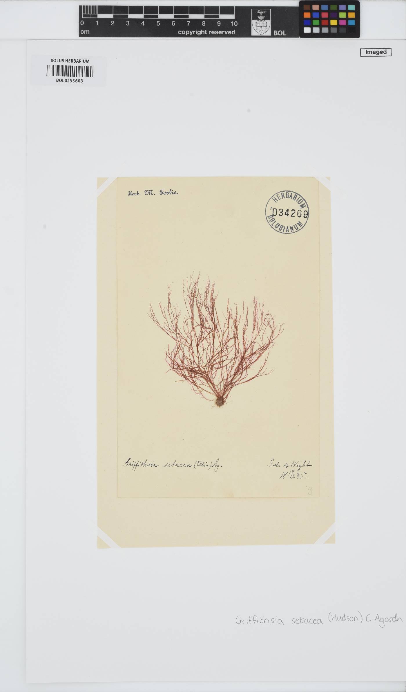 Halurus flosculosus image