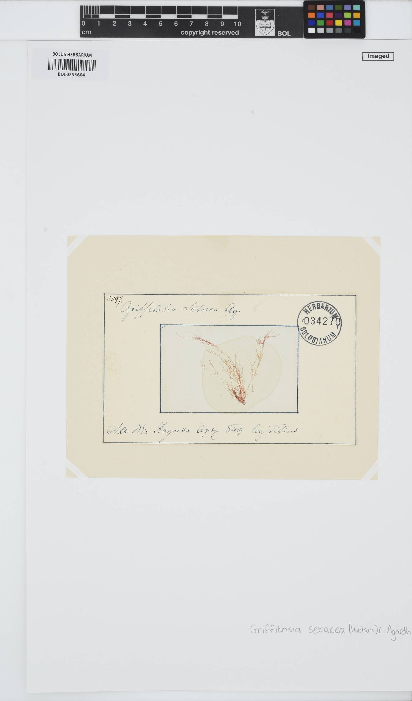 Halurus flosculosus image