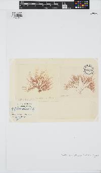 Halurus flosculosus image