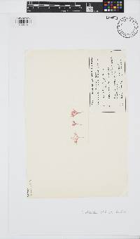 Image of Griffithsia pilalyea