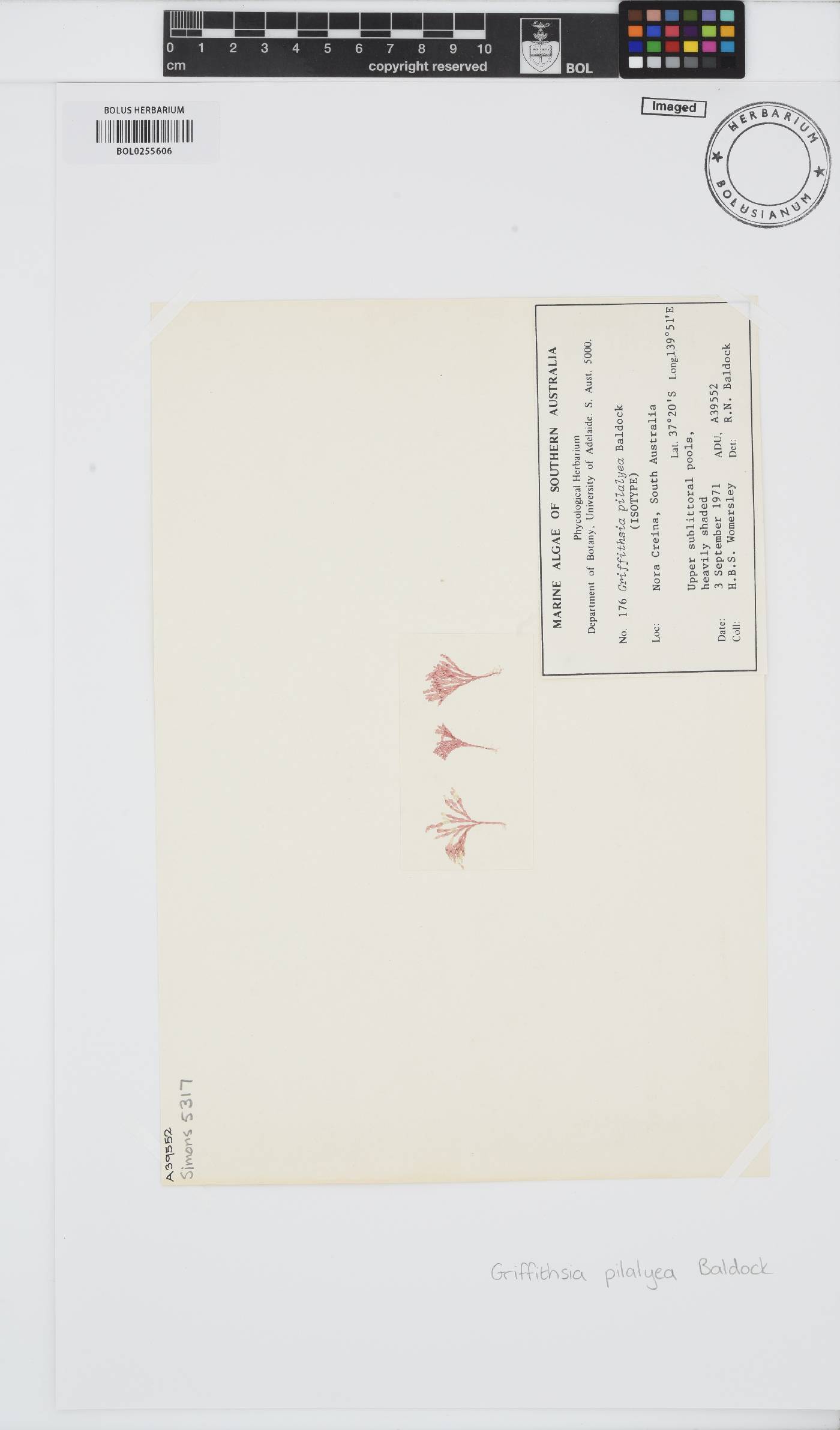 Griffithsia pilalyea image