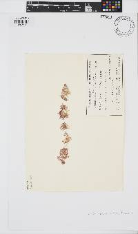 Image of Griffithsia pulvinata