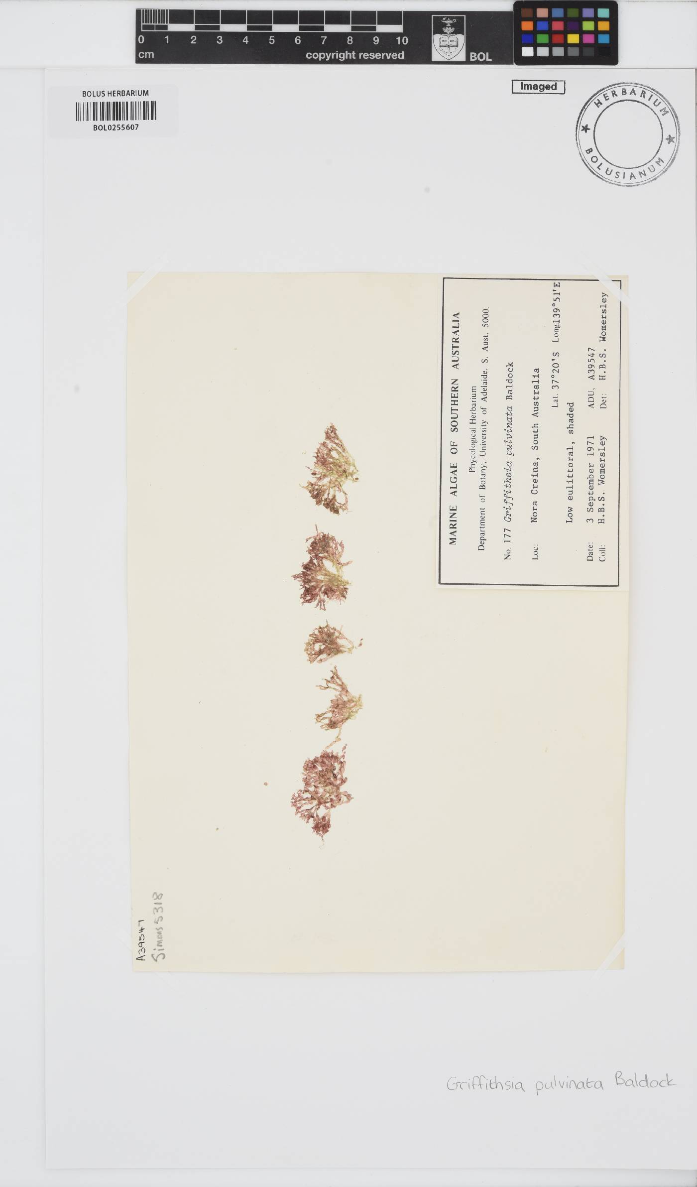 Griffithsia pulvinata image