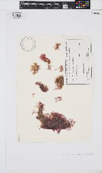 Griffithsia pulvinata image