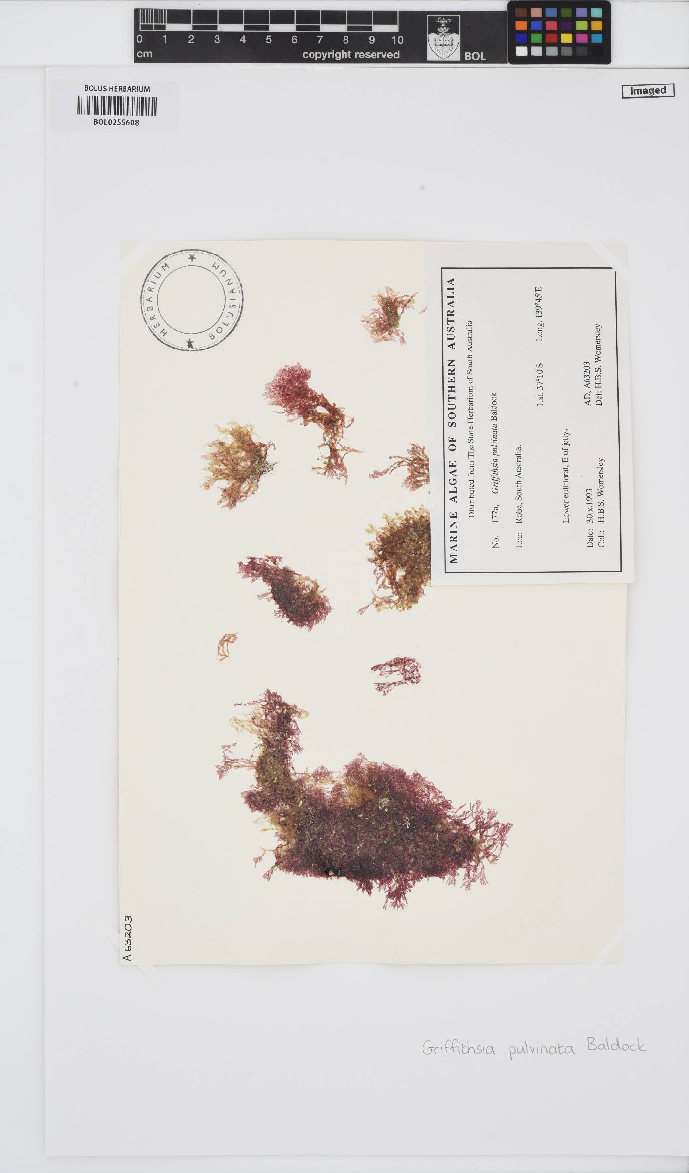 Griffithsia pulvinata image