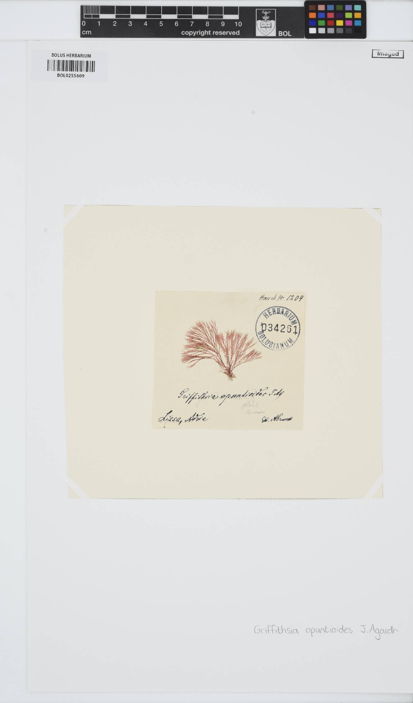 Griffithsia opuntioides image