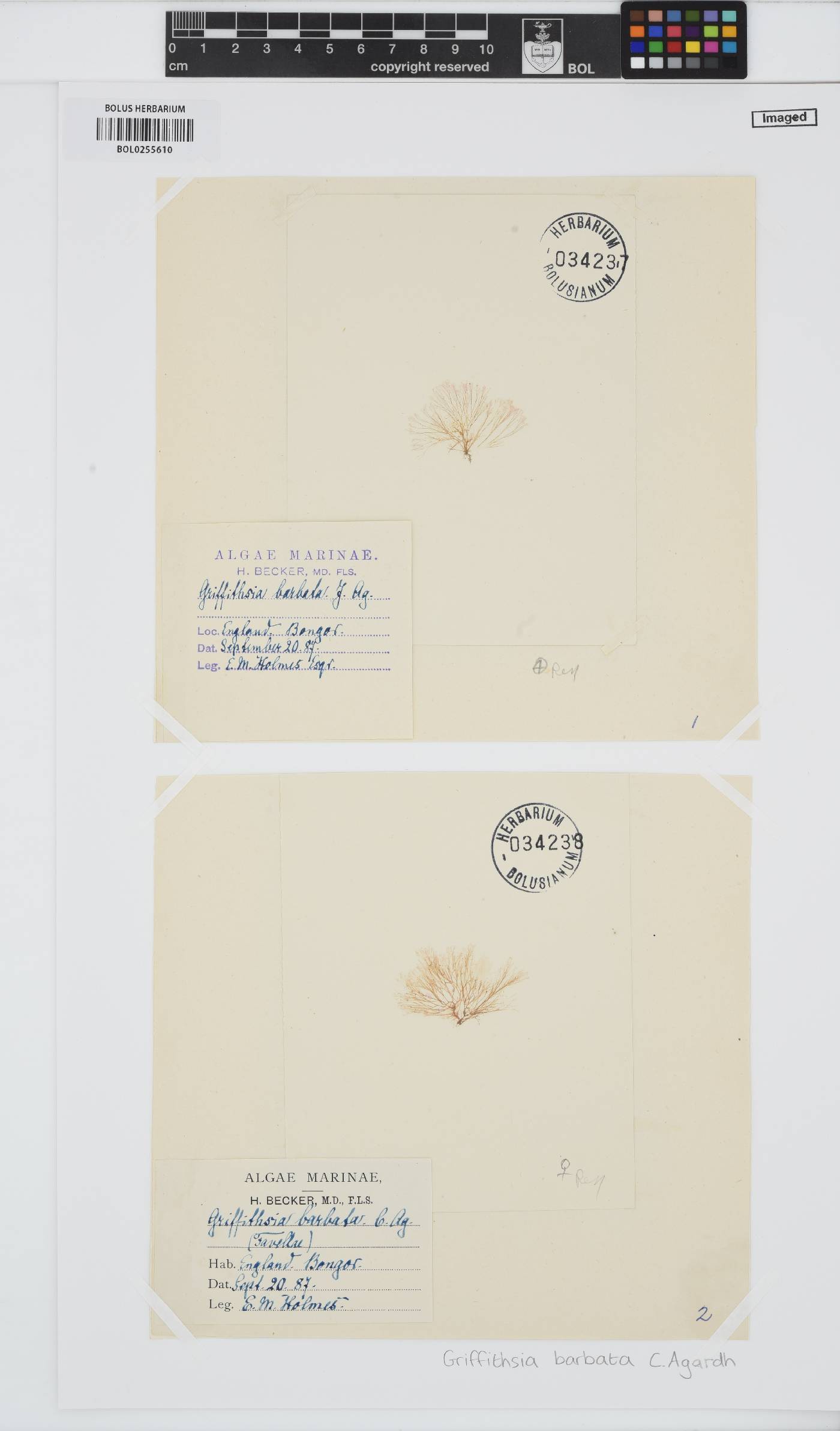 Anotrichium barbatum image