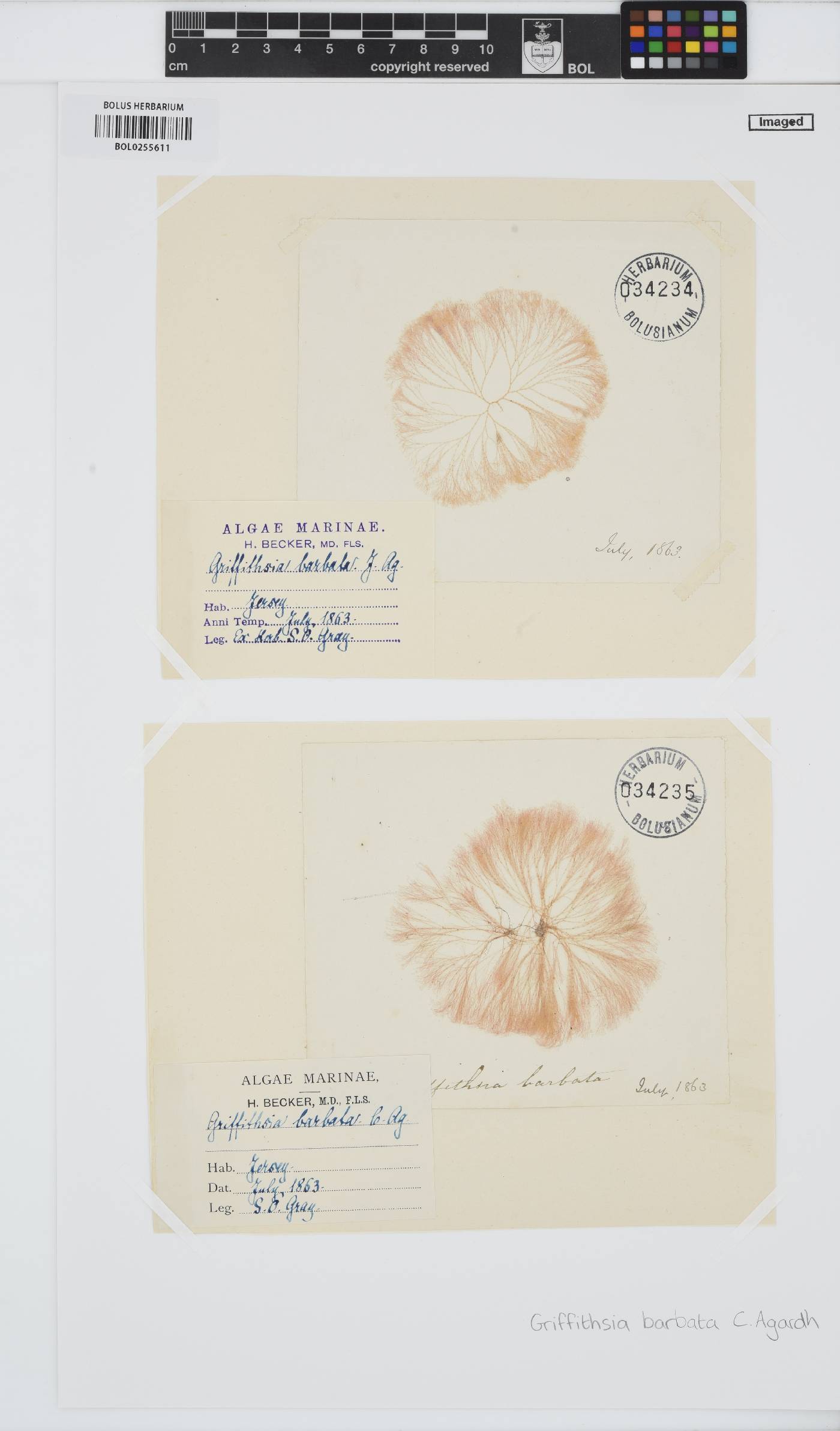 Anotrichium barbatum image