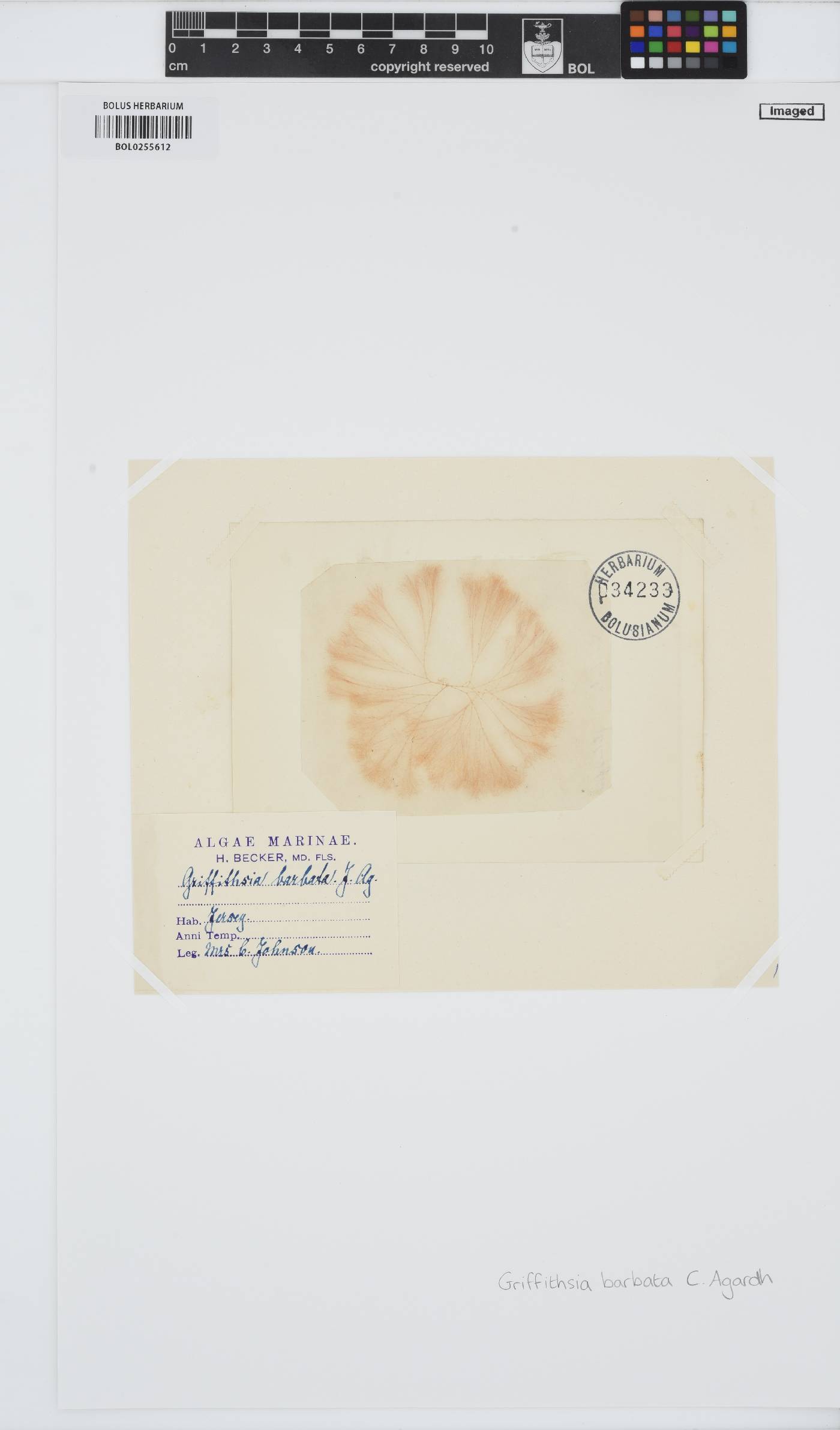 Anotrichium barbatum image