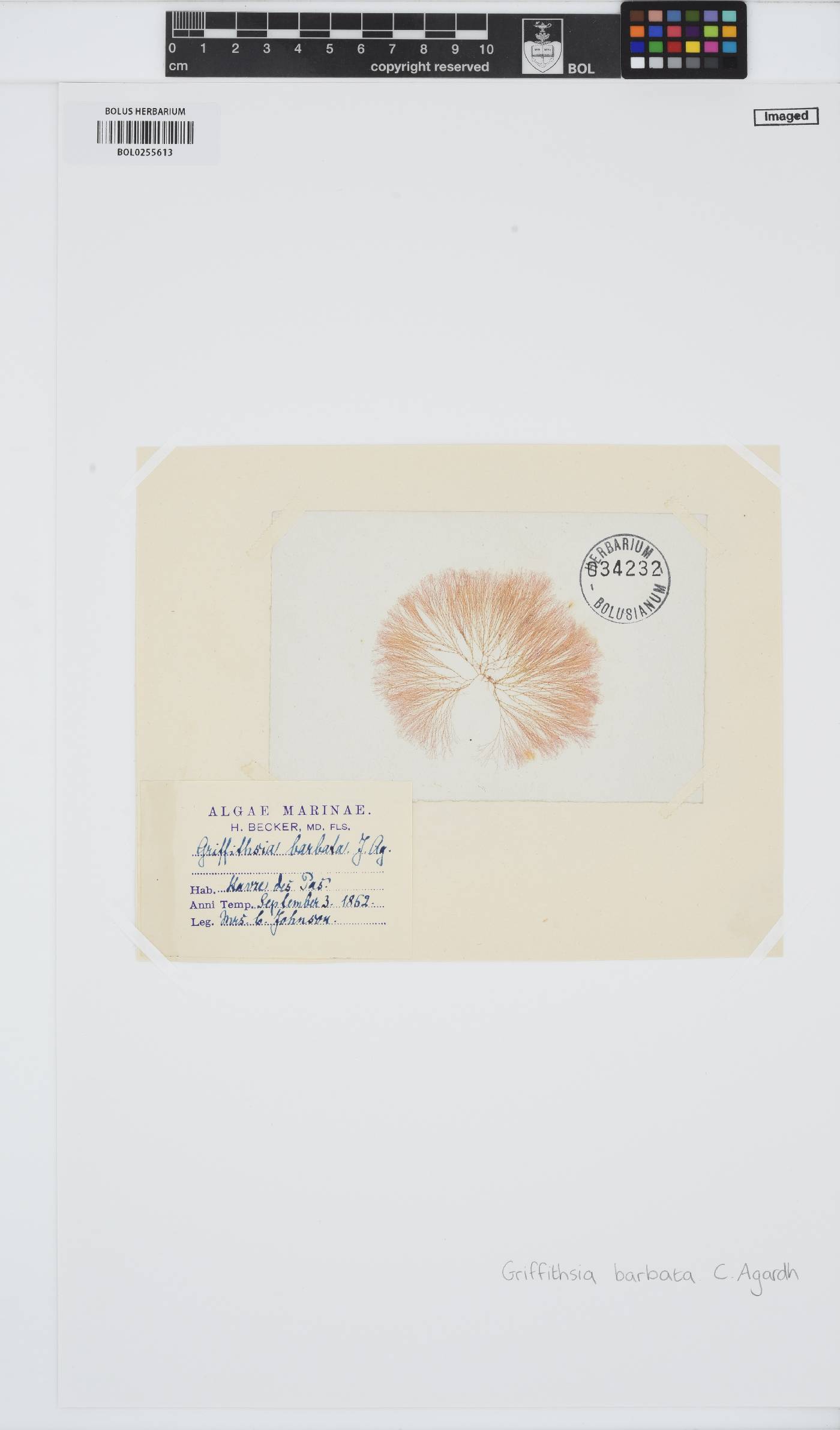 Anotrichium barbatum image