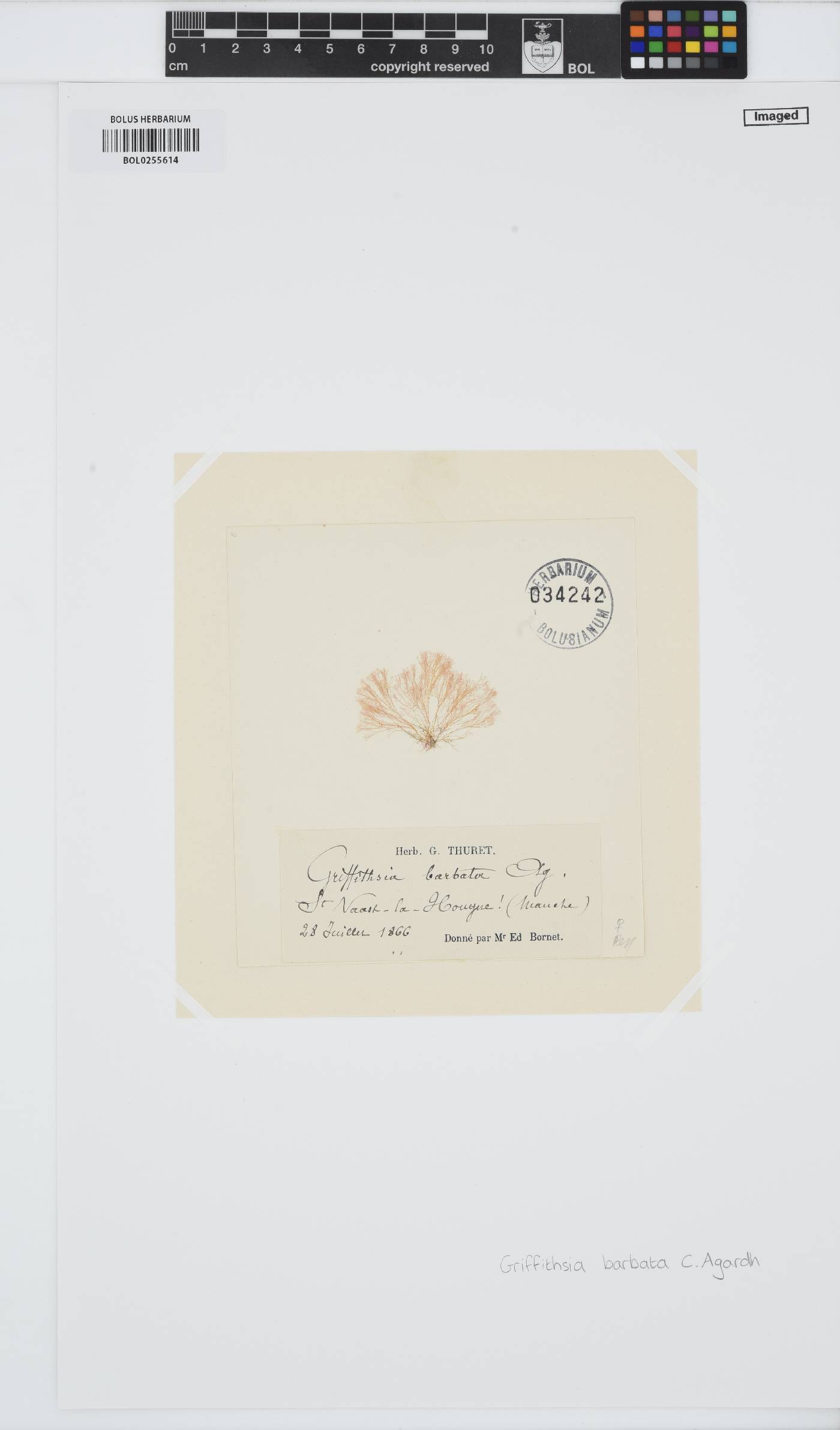 Anotrichium barbatum image