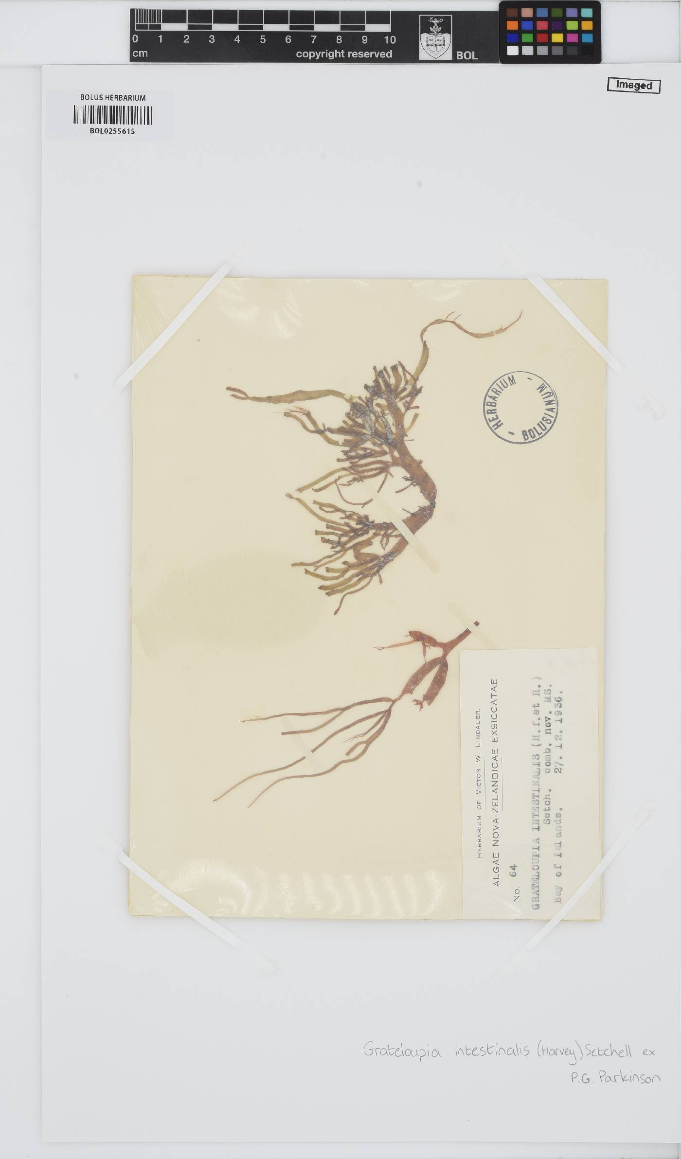 Glaphyrosiphon intestinalis image