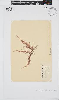 Phyllymenia capensis image