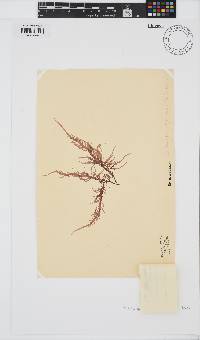 Phyllymenia capensis image