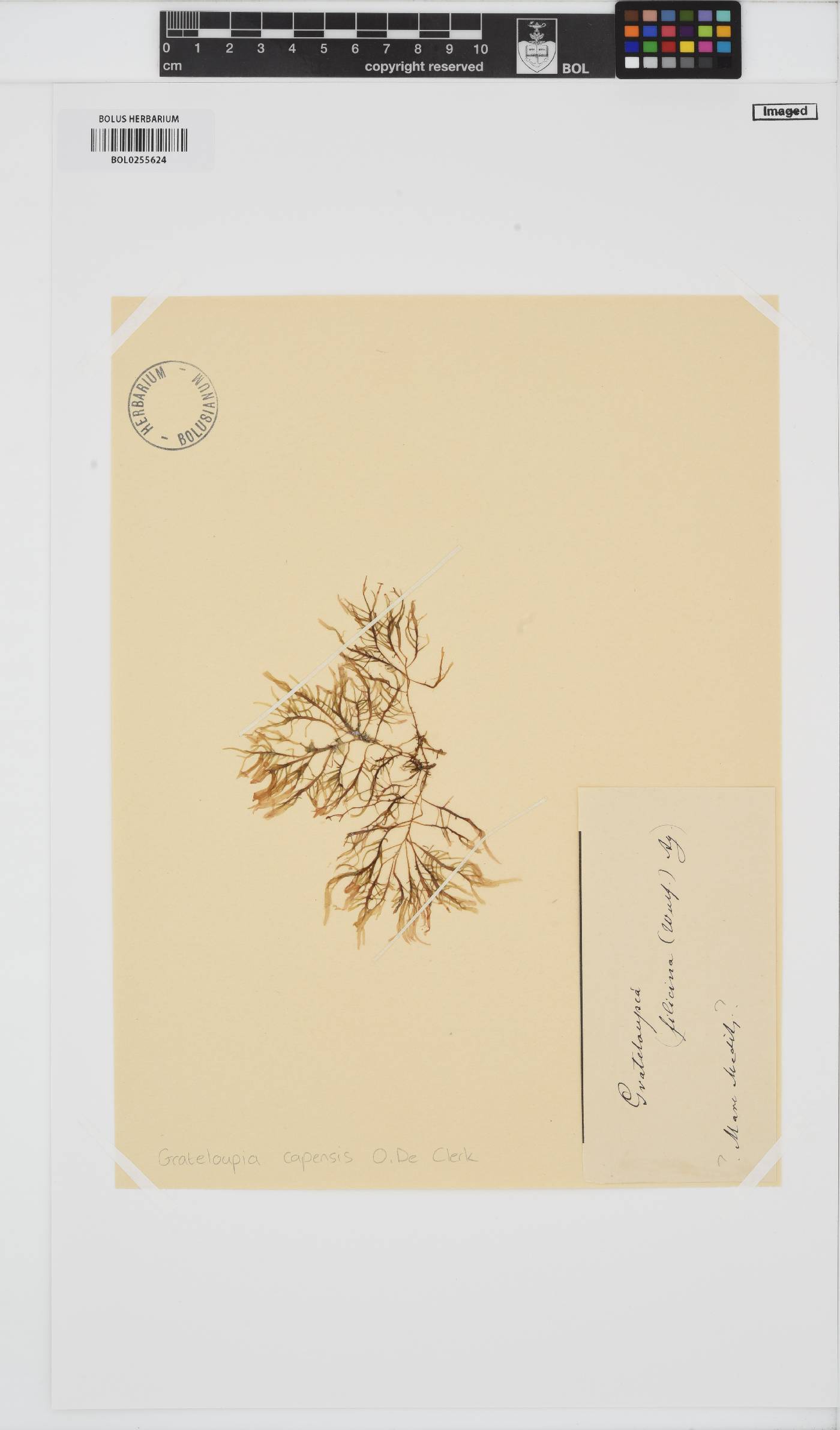 Phyllymenia capensis image