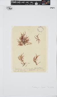Phyllymenia capensis image