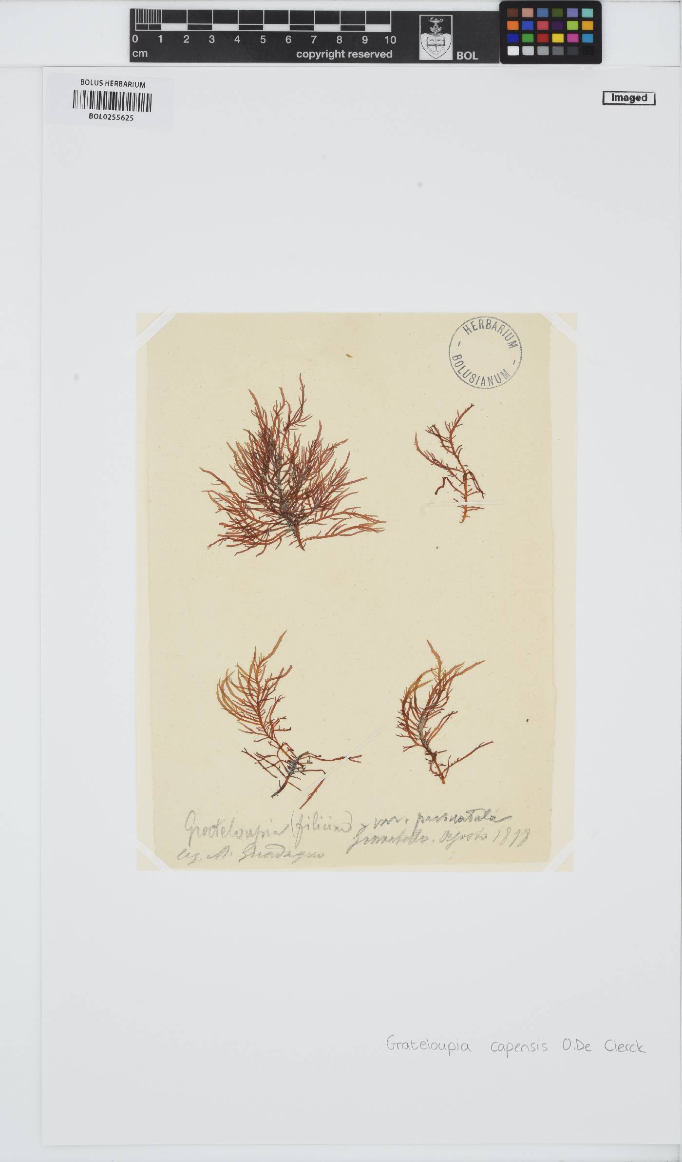Phyllymenia image