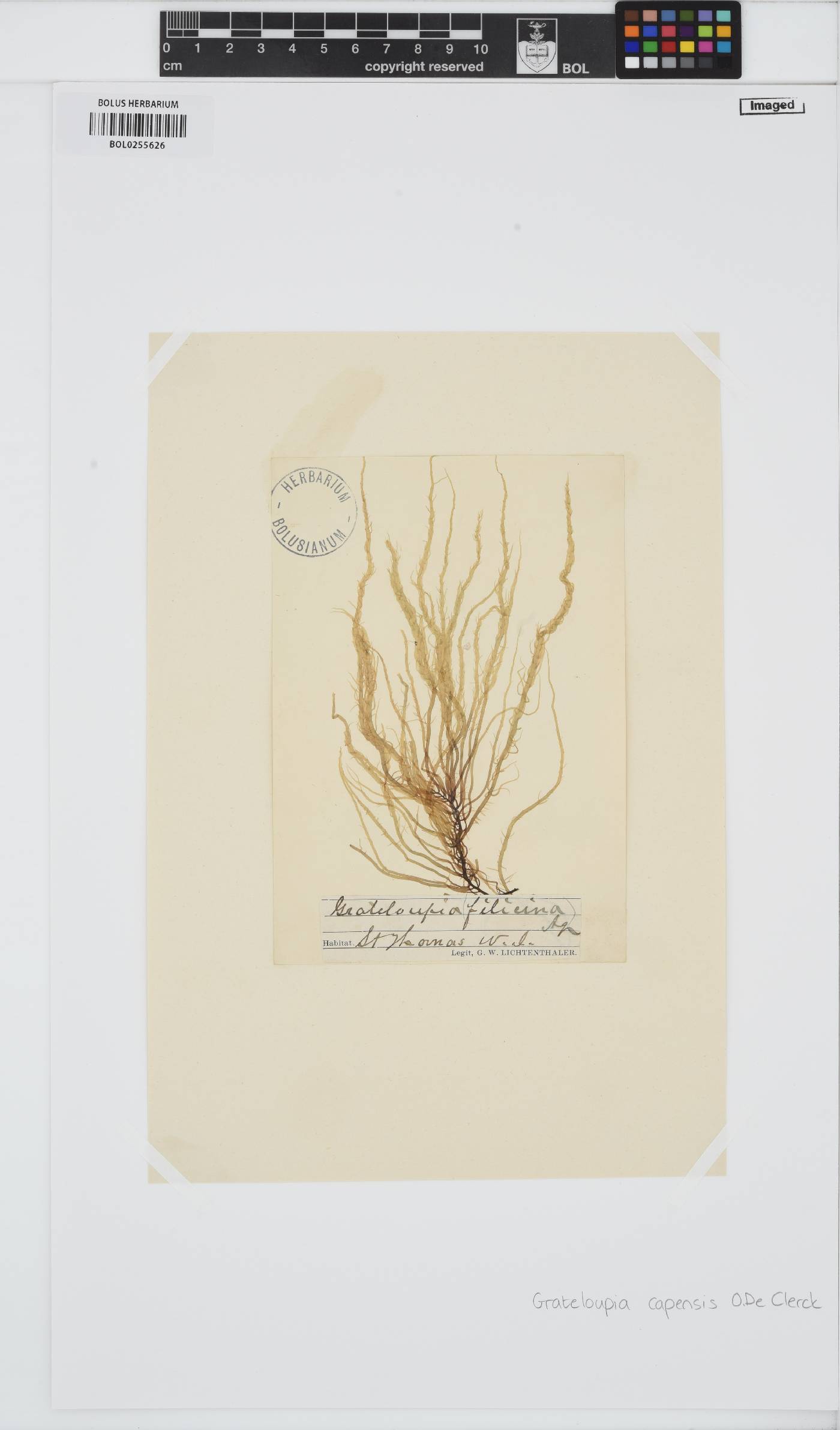 Phyllymenia image