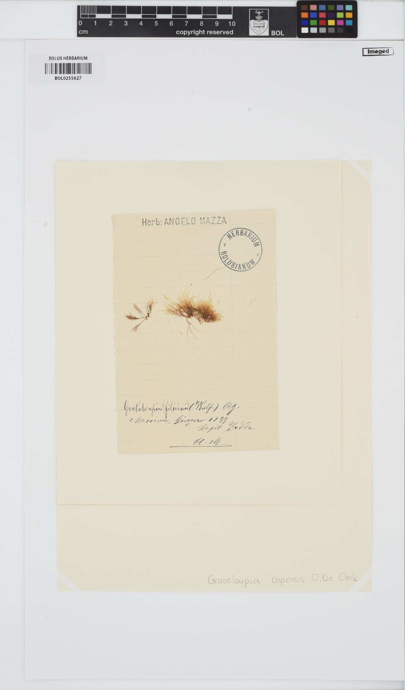 Phyllymenia capensis image