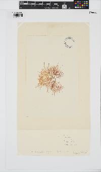 Phyllymenia capensis image