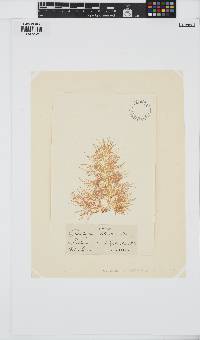 Phyllymenia capensis image
