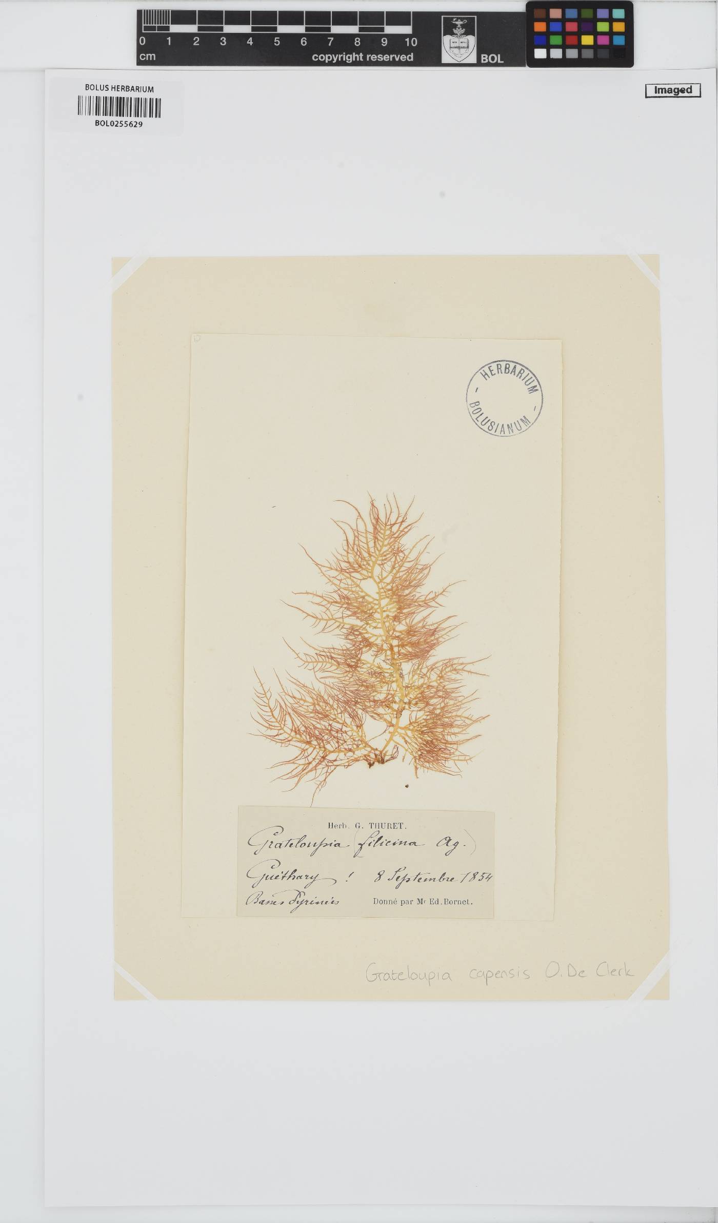 Phyllymenia capensis image
