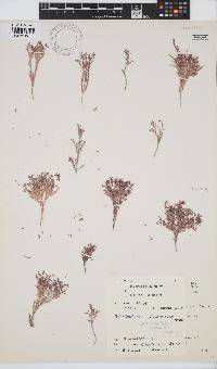 Arthrocardia palmata image