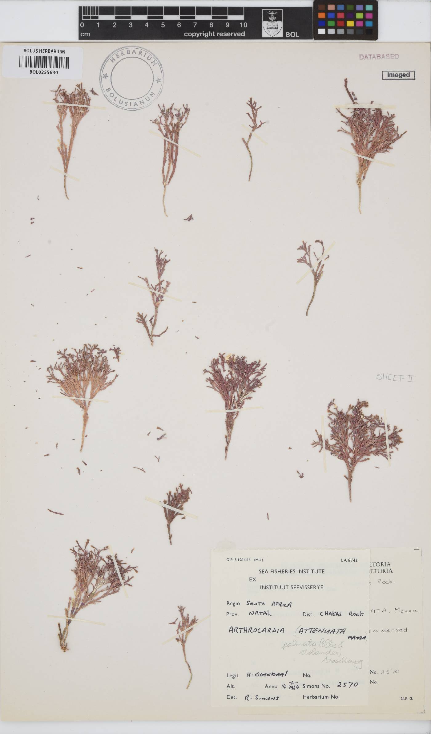 Arthrocardia palmata image