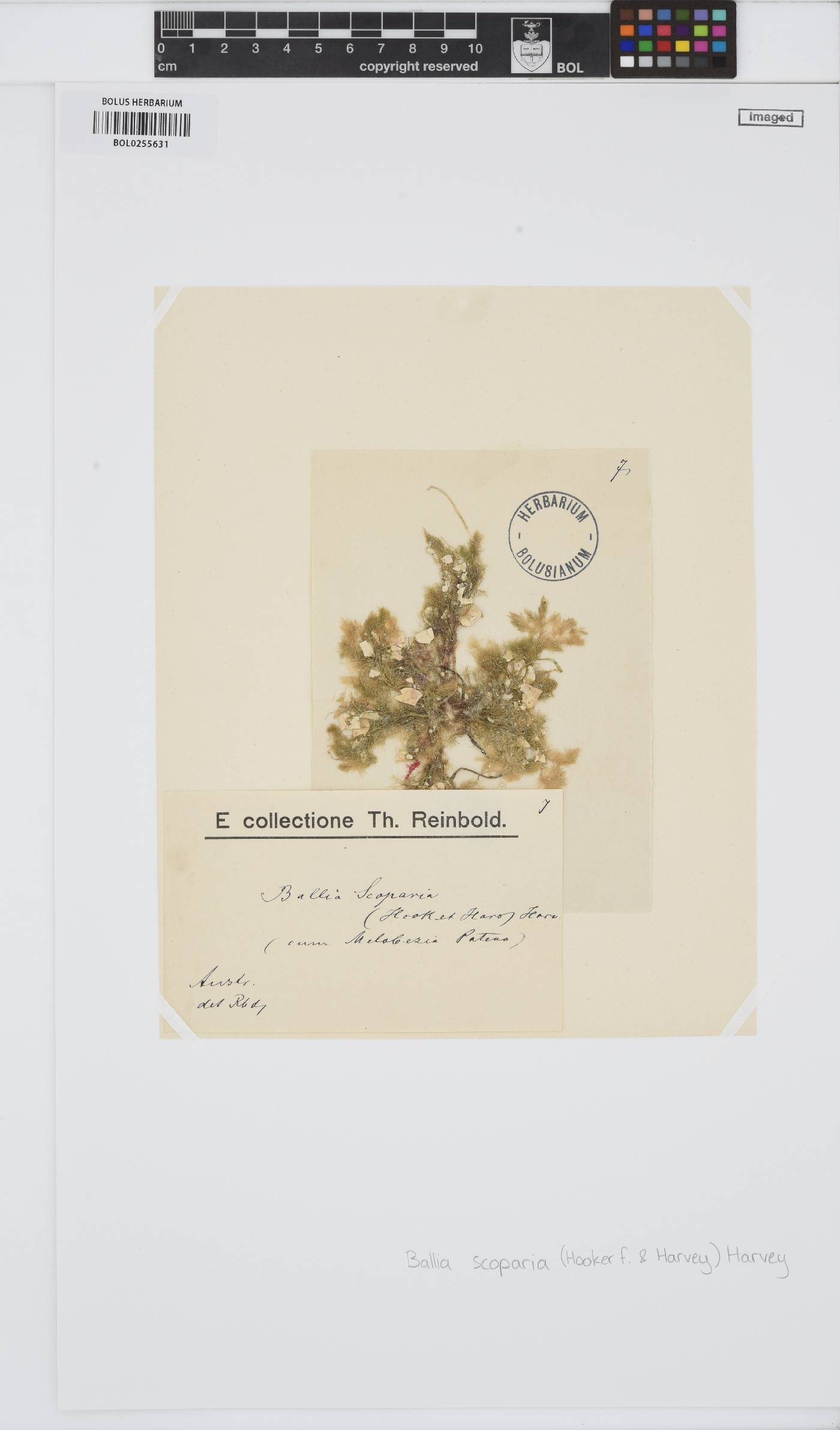 Camontagnea oxyclada image