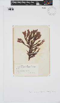 Camontagnea oxyclada image