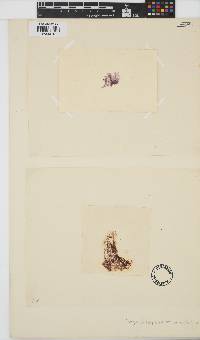 Bangia fuscopurpurea image