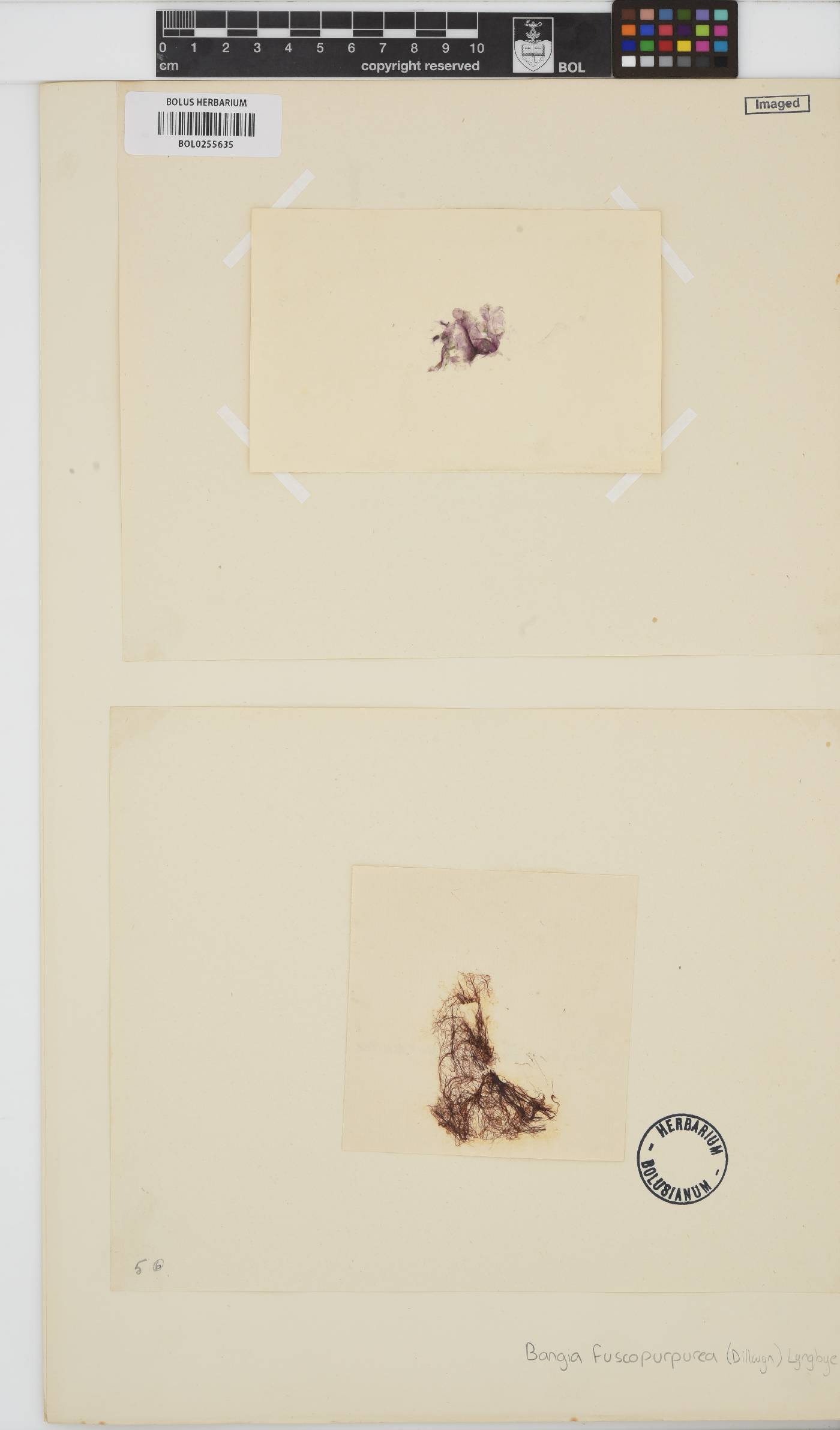 Bangia fuscopurpurea image