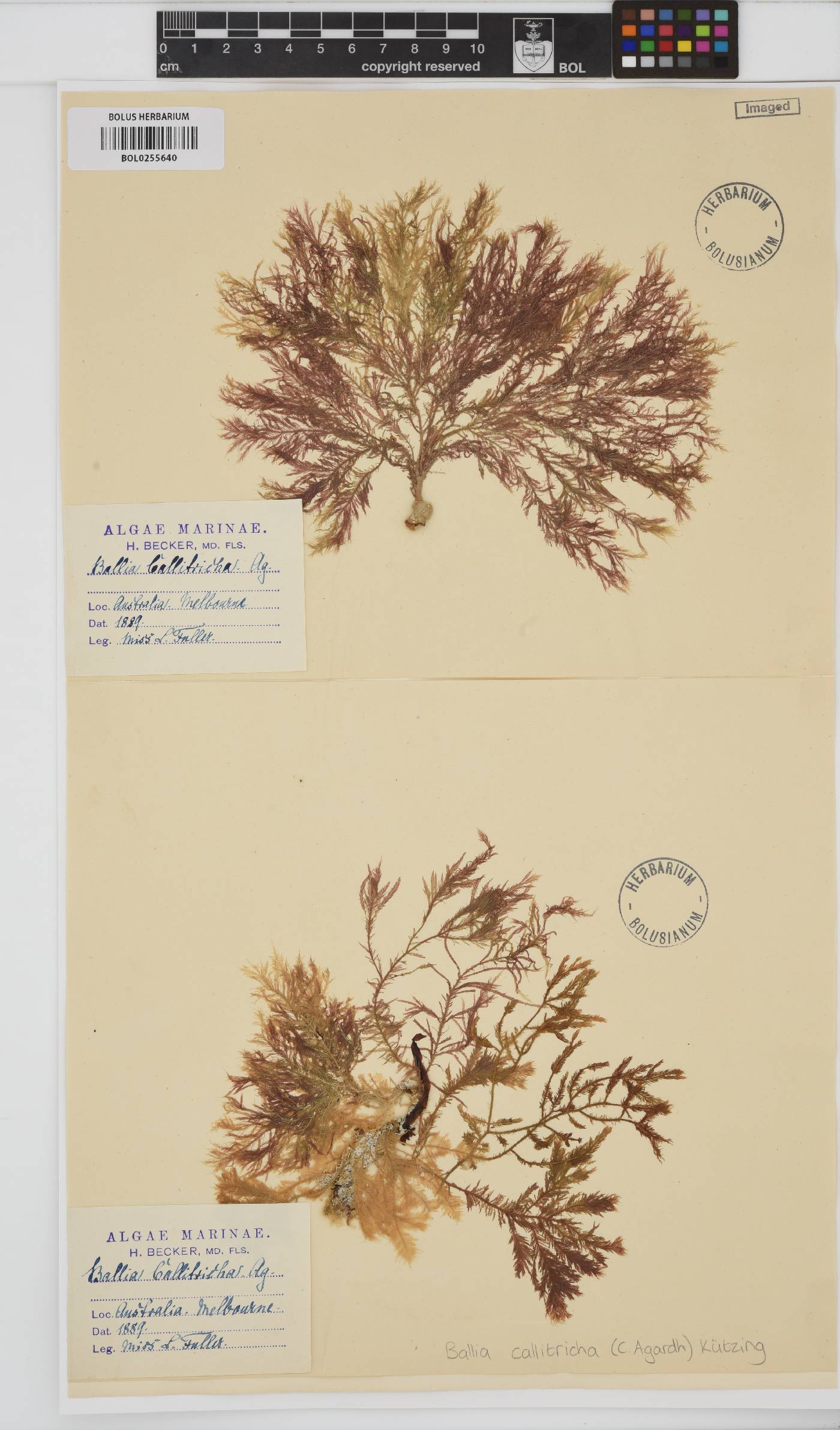 Balliaceae image
