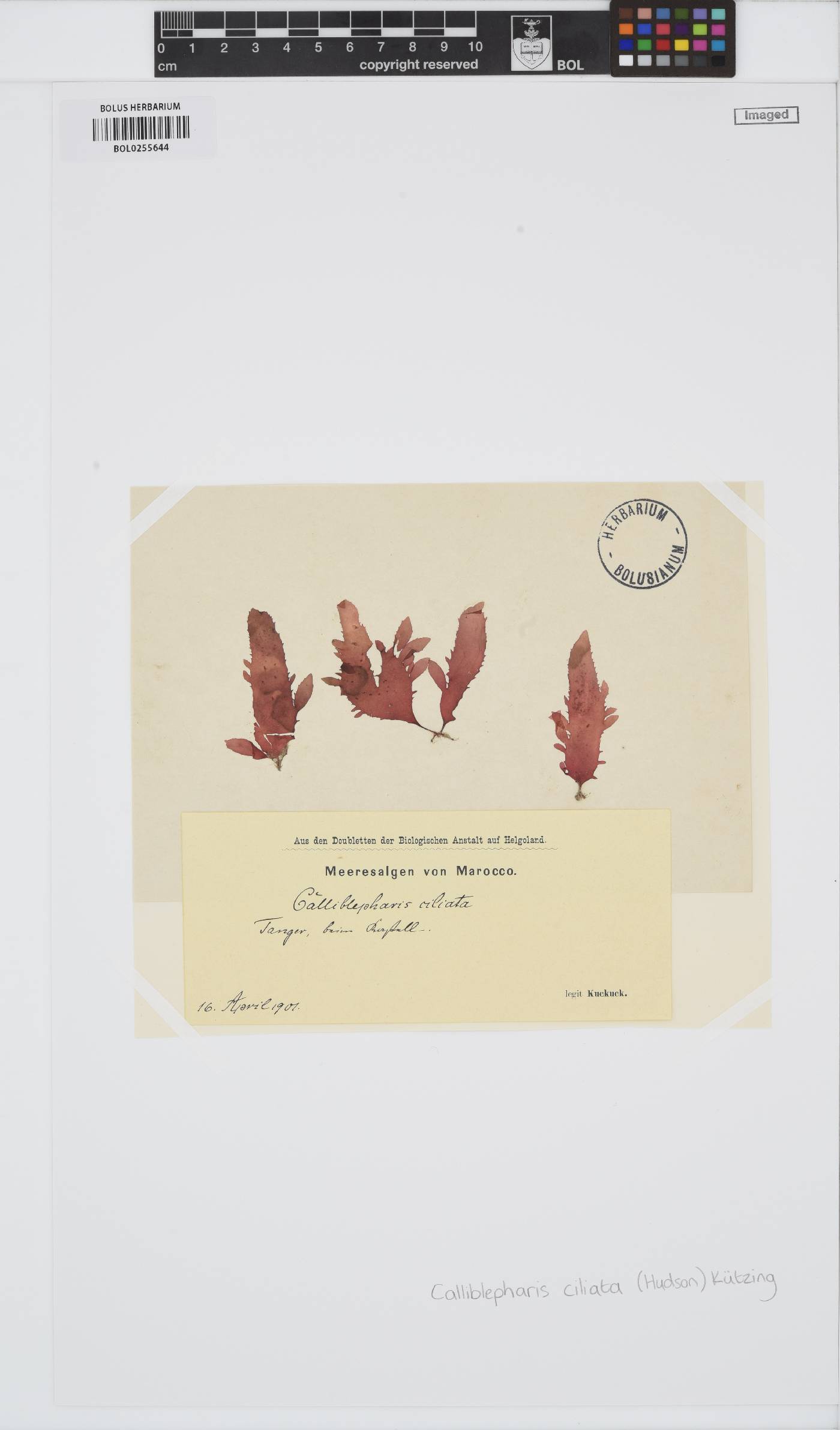 Calliblepharis ciliata image