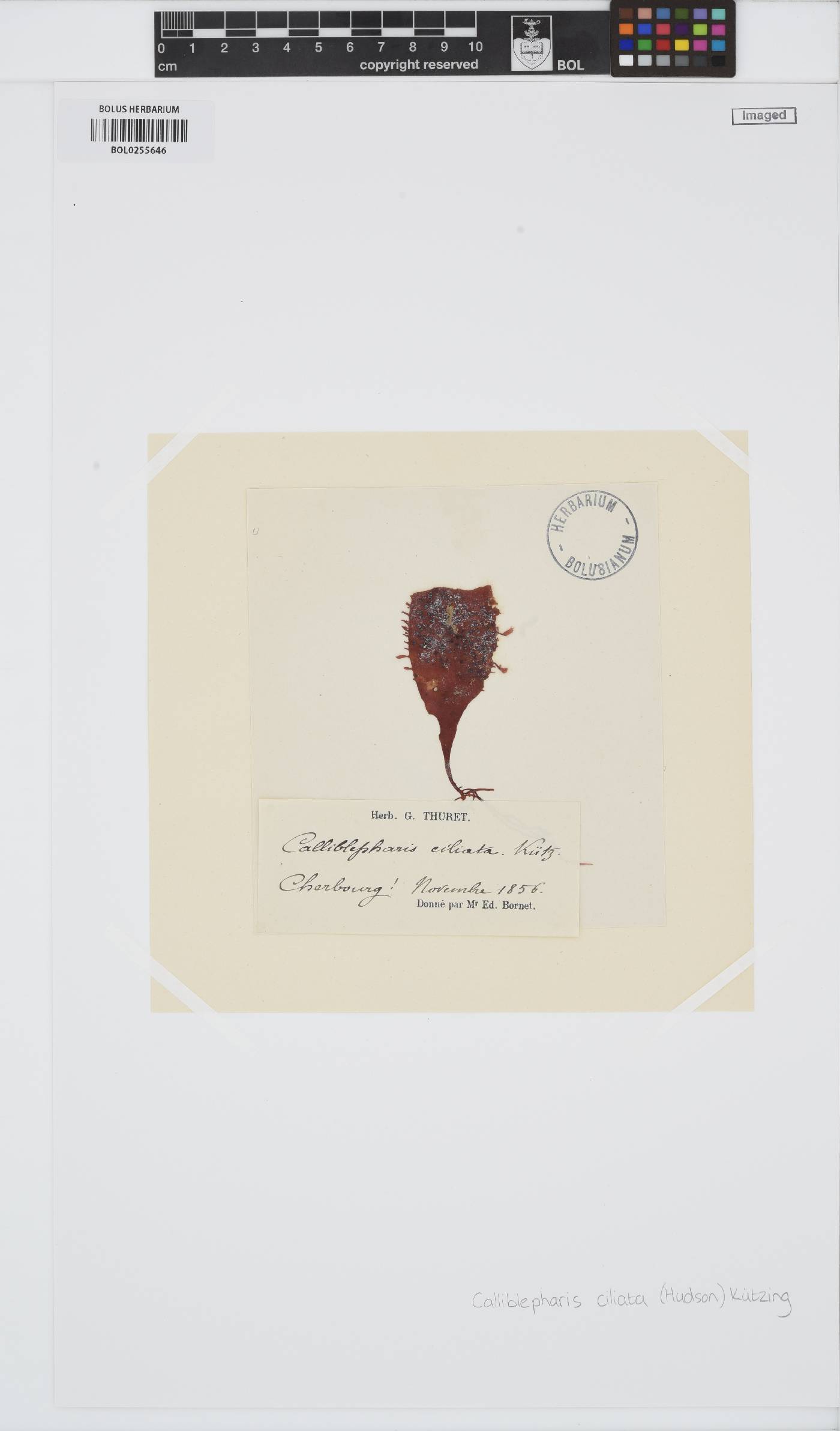 Calliblepharis ciliata image