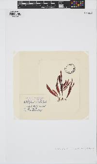 Calliblepharis ciliata image