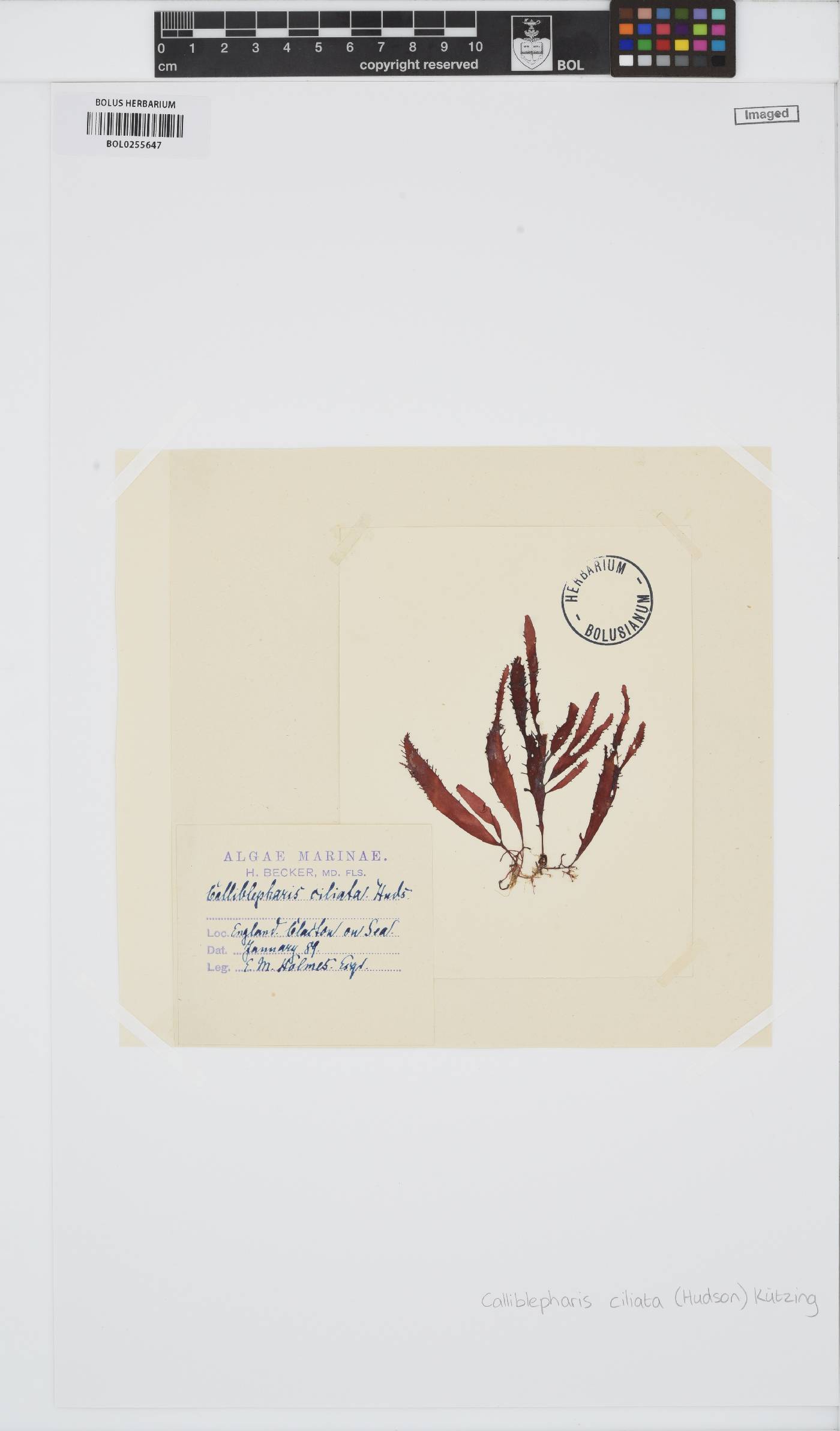 Calliblepharis ciliata image